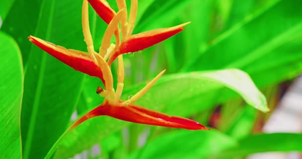 多彩的芙蓉花 雨后缀在花园里 花瓣上有雨滴 新鲜的绿色奇异的热带植物背景 实时拍摄的 — 图库视频影像