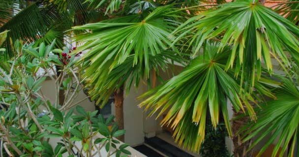 Home Garden Design Palm Trees Plants Yard Green Tropical Spaces — Stock Video