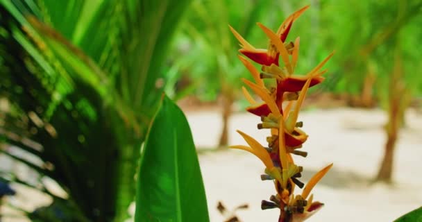 Amarelo Heliconia Laranja Floração Planta Tropical Com Verde Natural Desfocado — Vídeo de Stock
