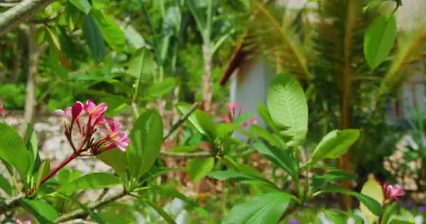 Jardim Floração Tropical Com Flores Plumeria Rosa Árvore Dia Ensolarado — Vídeo de Stock