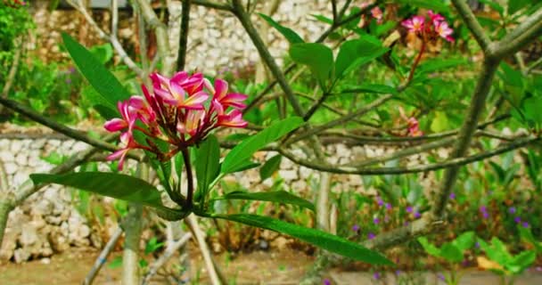 Tropikalny Kwitnący Ogród Różowymi Kwiatami Plumerii Drzewie Słoneczny Letni Dzień — Wideo stockowe