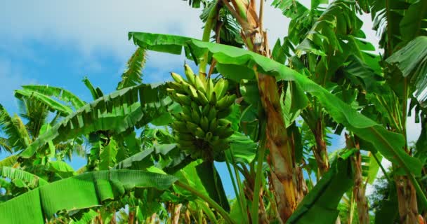 Банановая Плантация Зелеными Спелыми Сгустками Ягод Экспорт Фуит Растет Тропической — стоковое видео