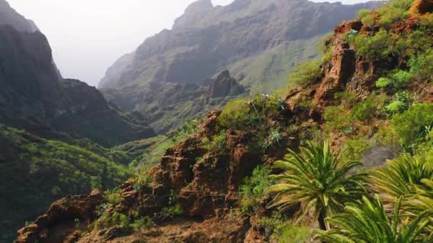 马斯卡峡谷的绿色自然山景与西班牙加那利岛上的Tenerife村 空中飞越火山口 棕榈树没人 — 图库视频影像