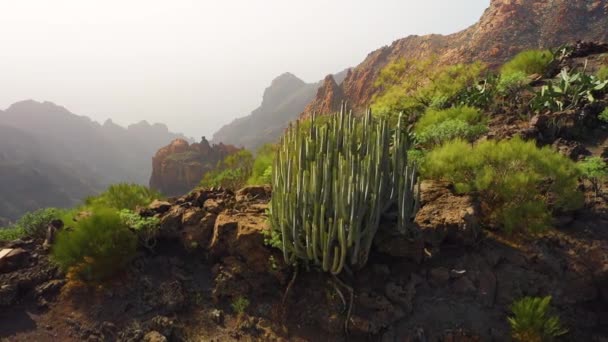 Picchi Montuosi Ricoperti Nebbia Bianca Sullo Sfondo Cactus Endemici Spettacolare — Video Stock