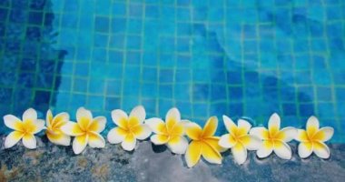 Mavi bir arka planda tropik frangipani beyaz çiçekleri. Üst manzara, düz yatış. Havuz kenarı. Yumuşak bitkiler. Rahatlama. Yakın plan. Sabit görünüm.