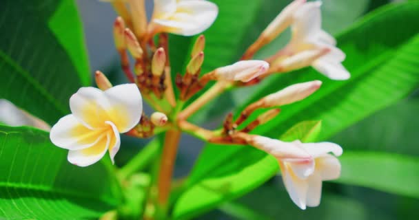熱帯性の白い花を木の枝に咲かせます バリ島の緑の植物インドネシア クローズアップスローモーション リラックスした — ストック動画