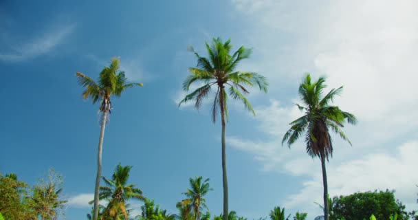 クリスタルベイビーチヌサペニダ島インドネシアの熱帯ヤシの木 晴れた日と白い雲と青空 静的な眺め — ストック動画