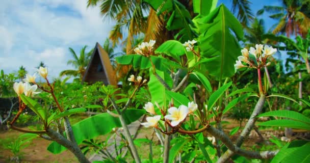 バリ島のトロピカルガーデンにあるプルメリアの花は バリの伝統的な村の木造家屋を背景にしています インドネシアの自然景観 接近中だ — ストック動画