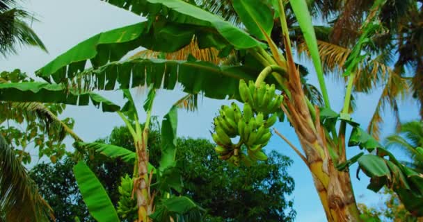 Manojo Fruta Verde Plátano Salvaje Colgando Hojas Soplando Viento Mañana — Vídeo de stock
