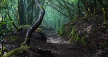 Anaga Kırsal Parkı 'nda doğal sisli ve gizemli bir orman. Koyu yeşil yapraklı defne ağacı, doğa geçmişi. Yoğun ağaçların arasından büyüleyici bir yol. Tenerife Kanarya Adaları İspanya.