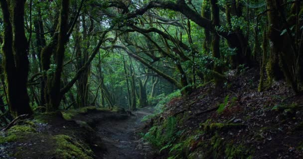 Dunkle Lorbeerbäume Mit Moos Anaga Rural Park Dschungel Natur Hintergrund — Stockvideo