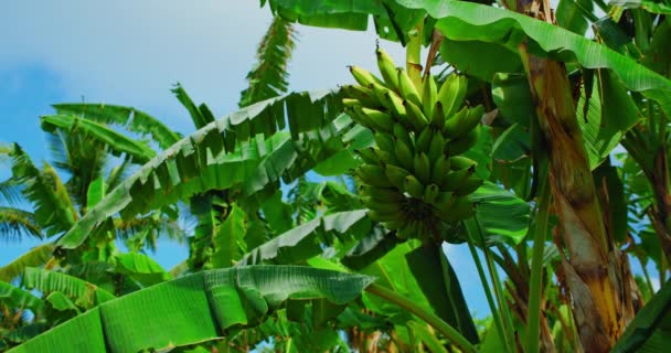 Зелений Банан Росте Тропічній Пальмі Літній Сонячний День Синьому Тлі — стокове відео