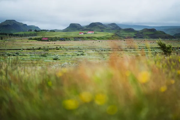 Campo Grama Islândia Temporada Verão — Fotografia de Stock