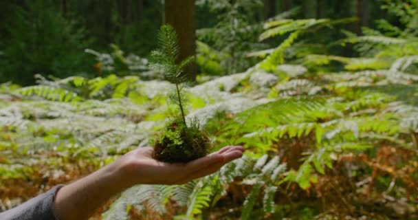Маленькая Ель Руках Человека Хвойным Зеленым Фоном Леса Саженцы Сосен — стоковое видео