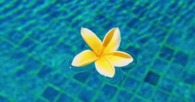 COVID sırasında yüzme havuzunda kirli mavi su. Çiçekler yüzeyde yüzen suya düşer. Plumeria frangipani beyaz tomurcukları. Yakın plan. Kimse..
