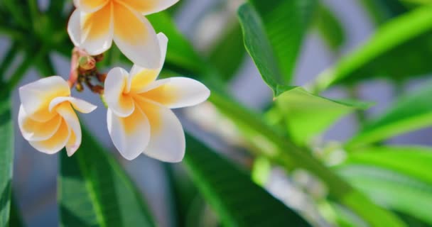 Spring Delicate Yellow Plumeria Flowers Tree Blurred Nature Garden Background — Stock video