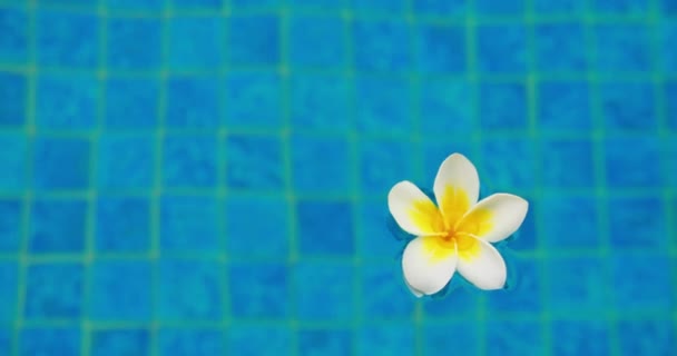 Bela Flor Plumeria Amarela Branca Flutuando Superfície Piscina Luz Dia — Vídeo de Stock