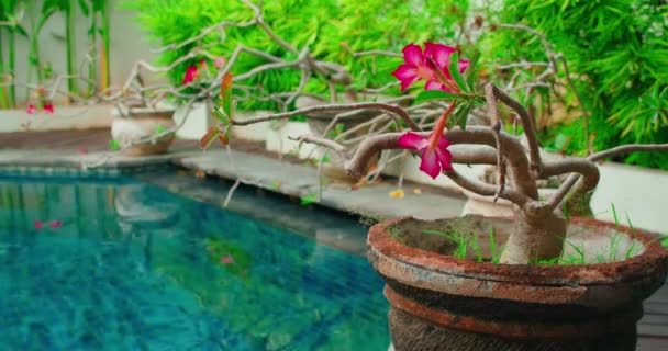 自宅の庭の背景に鍋にアデニウムピンクの花を咲かせます 青いスイミングプールの近くの小さな木の装飾 スパの落ち着いた景色をお楽しみください 静止画 — ストック動画