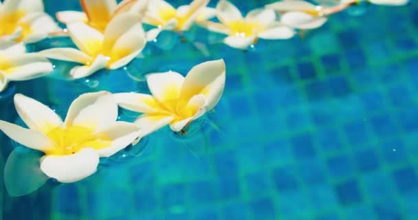 Covid期间游泳池里肮脏的蓝色水 花儿飘落在水面上 金银花的白芽 — 图库视频影像