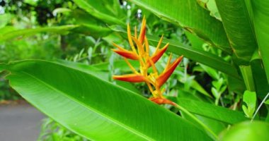 Flamboyant natural heliconia flower bicolor floral blossom. Exotic green tropical balinese rainforest, botanical atmosphere. Natural vivid orange-yellow flora, forest or garden greenery bokeh. Close
