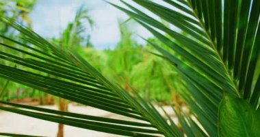 Relax view of tropical palm leaves on white sandy beach with green forest blurred background. Exotic balinese rainforest. Natural asian flora, greenery. Close-up lush leaves.