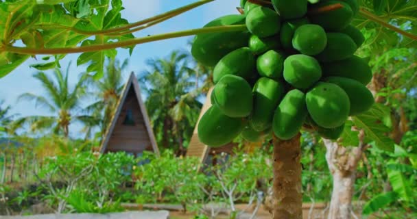 Close Many Green Papayas Fruit Tree Suitable Eating Can Used — Stockvideo