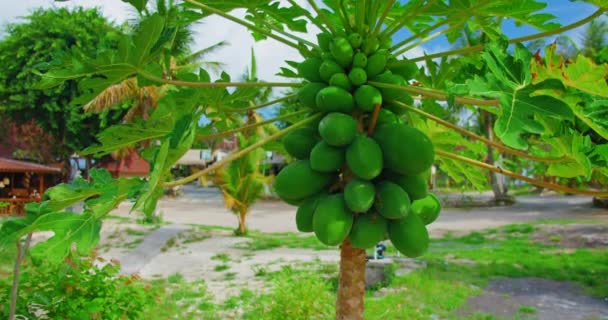 熟していない果実を持つ美しい緑色のパパイヤの木が幹にかかっています 伝統的なアジア料理 豊かな収穫の年 手持ちの映画撮影 接近中だ — ストック動画