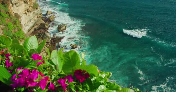 印度尼西亚巴厘岛乌鲁瓦图寺的海滨色彩斑斓 蓝色海洋的悬崖边生长着明亮的粉红色深红色的花 有着平静海浪背景的迷人风景 后续行动 — 图库视频影像