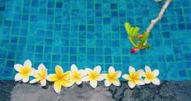 Plumeria flowers float at the edge of swimming pool with blue water background. Frangipani buds. Garden design. Top down close-up static view. Tender plants. Relaxation.