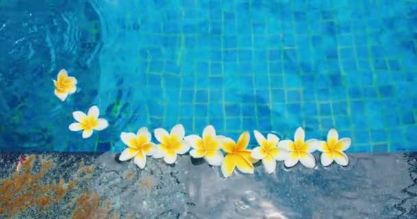プールと花の中の澄んだ水 新鮮な白Frangipaniプルメリアと青の背景が浮かんでいます クローズアップ映像 落ち着いたスパのコンセプトをリラックス — ストック動画