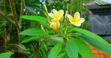 Temple tree plumeria flowers blossom against the backdrop of traditional Balinese monument. Spring delicate yellow frangipani buds. Close-up view. Handheld footage. Bali Island. Indonesia. Tropical