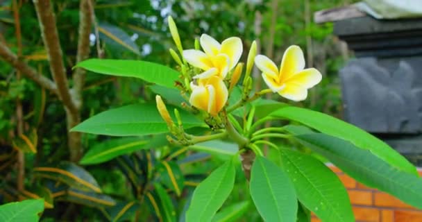伝統的なバリの記念碑を背景に 寺院の木のプルメリアの花 春繊細な黄色のフランジパニの芽 クローズアップビュー 手持ちの映像だ バリ島 インドネシア — ストック動画