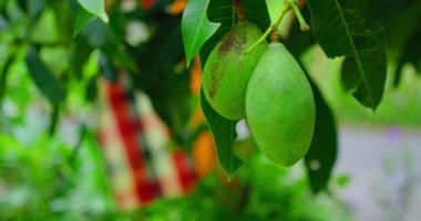 Green nature background raw mango fruit is hanging on tree branch with lush leaves. Traditional religion symbol, monument on the background. Close-up footage. Slow motion, handheld.