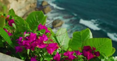 Viva magenta flowers grow on rocky ocean landscape with peaceful wide sea waves foaming. Water crhash on cliff beach. Flowering beachfront of Uluwatu Temple Bali Island Indonesia. Close-up, nobody
