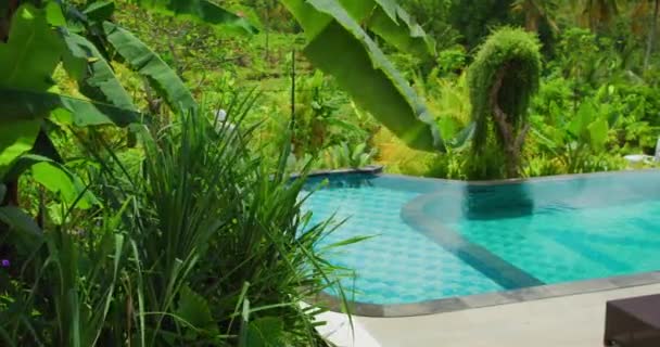 Swimming Pool Relaxation Area Sun Loungers Green Blooming Tropical Forest — Video