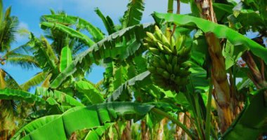 Organic banana tree grow in the wild forest. Fruit bunch hanging and leaves blowing in the wind on sunny day. Green rice terraces landscape Tegallalang. Static close-up footage. Nature in Asia. Bali