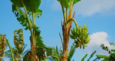 Bunches of bananas growing on their thick tree stem in a wilderness area in Bali Island Indonesia. Blue cloudy sky. Static view, close-up.