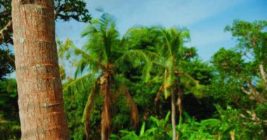 Palm tree tropical forest. Wild green pristine nature. Leaves blowing in the wind on sunny day. Blue sky on the background. Relax static footage in rainforest. Nusa Penida Bali Island Indonesia.
