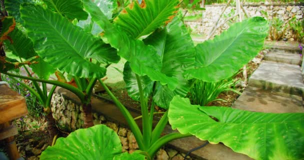 Alocasia Macrorrhizos Giant Taro Species Flowering Tropical Plant Arum Family — Stock videók