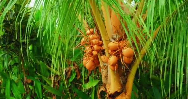 Palm Tree Close Exotic Yellow Unripe Young Fresh Coconuts Growing — Αρχείο Βίντεο