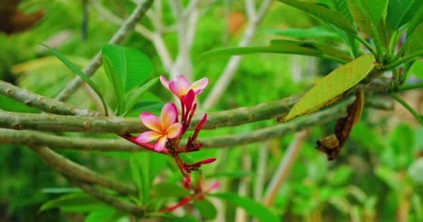 Ramo Árvore Com Flores Plumeria Rosa Flor Primavera Jardim Projeto — Vídeo de Stock