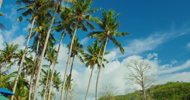 暖かい晴れた夏の日の間にビーチでヤシの木と青い空 風が緑の枝を揺らす 熱帯の島での休暇 リラックスしたスパの瞑想 手持ちの映像 — ストック動画