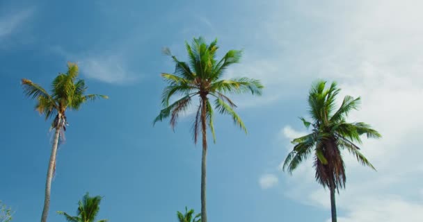 クリスタルベイビーチヌサペニダ島インドネシアの熱帯ヤシの木 晴れた日と白い雲と青空 — ストック動画