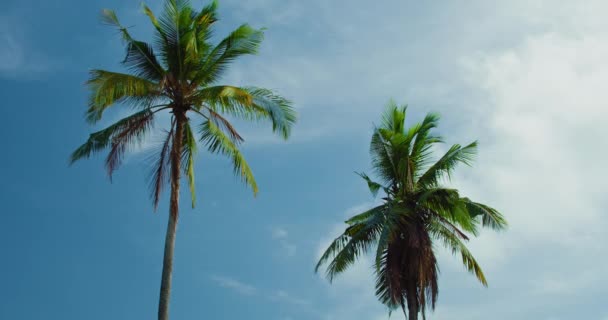 Crown Tropical Palm Tree Blue Sky White Clouds Sunny Day — Stock Video