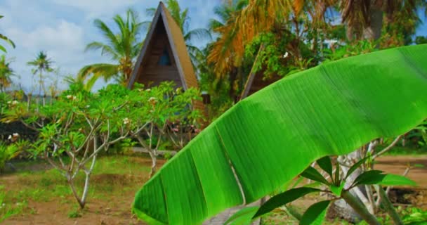 Plumeria Flores Jardín Tropical Isla Bali Con Balinés Tradicional Pueblo — Vídeos de Stock