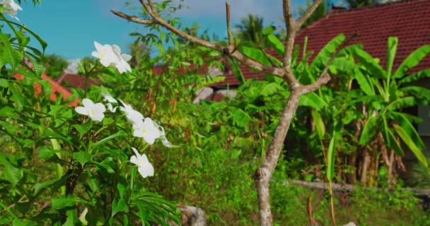Plumeria Kwiaty Tropikalnym Ogrodzie Wyspie Bali Balijskich Tradycyjnych Wsi Drewniane — Wideo stockowe