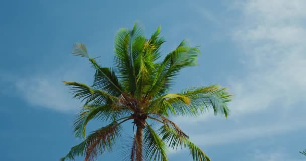 Crown Tropical Palm Tree Blue Sky White Clouds Sunny Day — Stockvideo