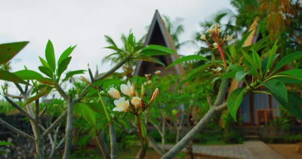 バリ島のトロピカルガーデンにあるプルメリアの花は バリの伝統的な村の木造家屋を背景にしています インドネシアの自然景観 接近中だ — ストック動画