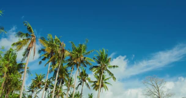 美しいヤシの木の日差しの中で揺れる 白いパフィーの雲と美しい青い空に対する緑の枝 風に乗って葉が動く 自然を背景に ビーチ旅行休暇のコンセプト ゆっくり — ストック動画