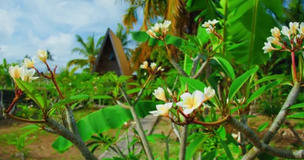 Plumeria Květiny Tropické Zahradě Ostrově Bali Balijské Tradiční Vesnice Dřevěné — Stock video